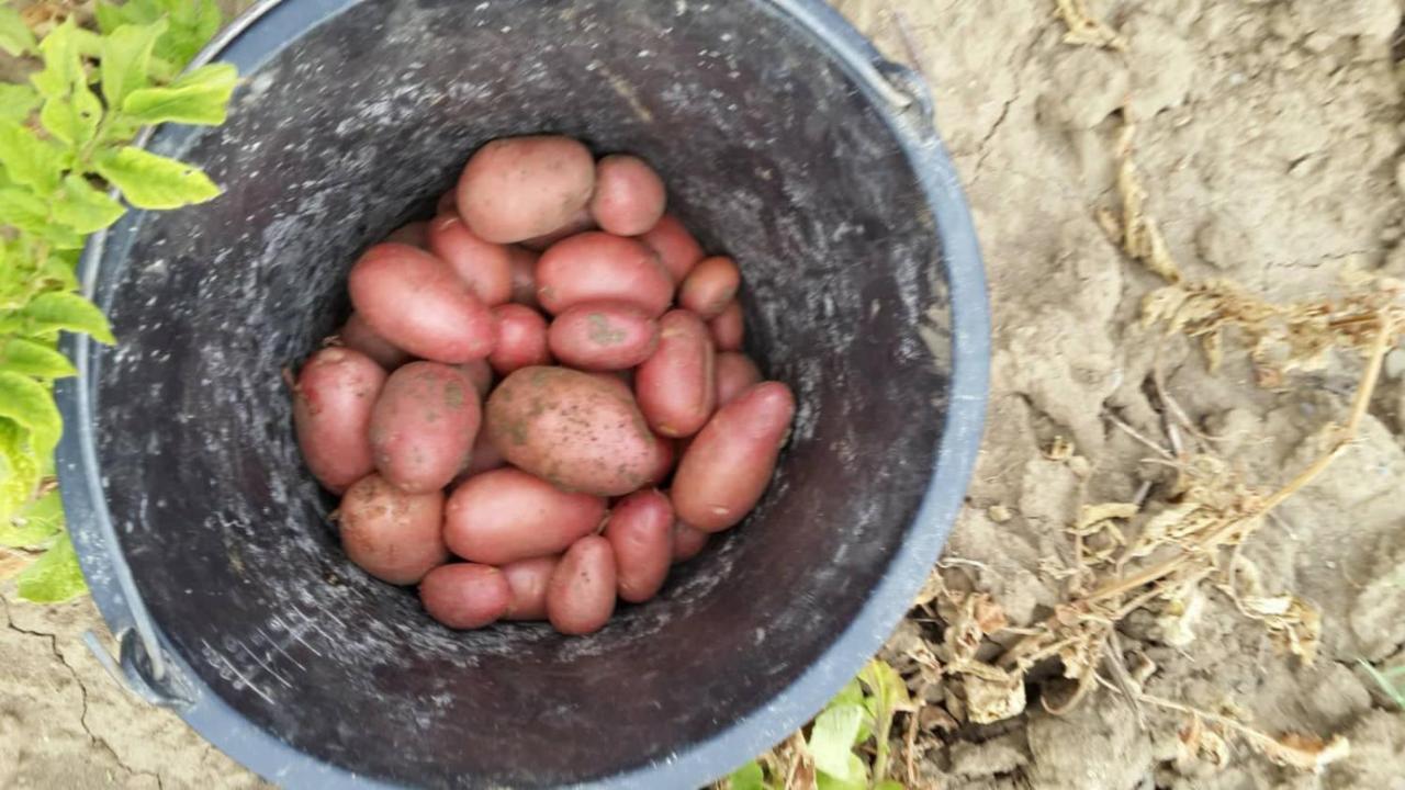 Auberge Dardara Derdara Eksteriør bilde